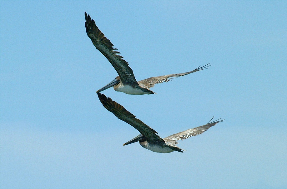 (08) Dscf2120 (pelicans).jpg   (918x605)   146 Kb                                    Click to display next picture